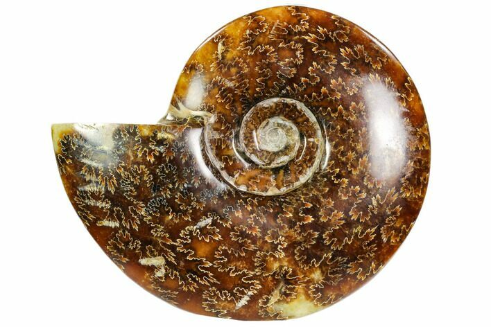 Polished, Agatized Ammonite (Cleoniceras) - Madagascar #104845